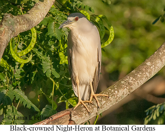 Black-crowned Night-Heron - © Laura L Fellows and Exotic Birding LLC