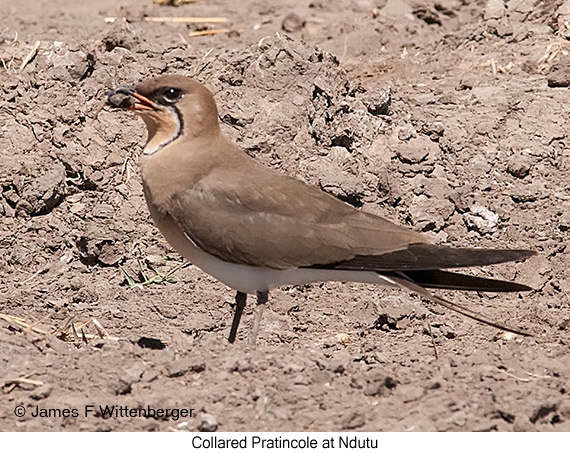 Collared Pratincole - © James F Wittenberger and Exotic Birding Tours