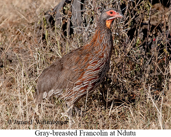 Gray-breasted Francolin - © James F Wittenberger and Exotic Birding LLC