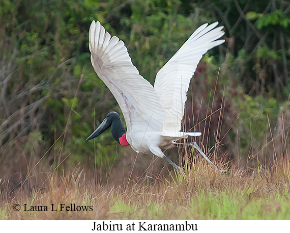 Jabiru - © James F Wittenberger and Exotic Birding LLC