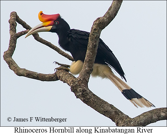 Rhinoceros Hornbill - © James F Wittenberger and Exotic Birding LLC