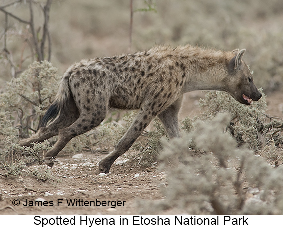 Spotted Hyena - © James F Wittenberger and Exotic Birding LLC