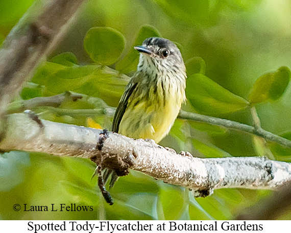 Spotted Tody-Flycatcher - © Laura L Fellows and Exotic Birding LLC