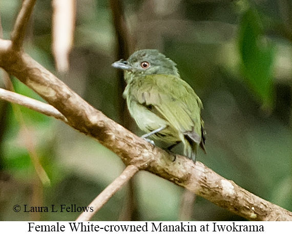 White-crowned Manakin - © Laura L Fellows and Exotic Birding LLC