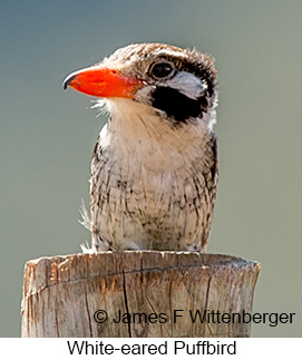White-eared Puffbird - © James F Wittenberger and Exotic Birding LLC