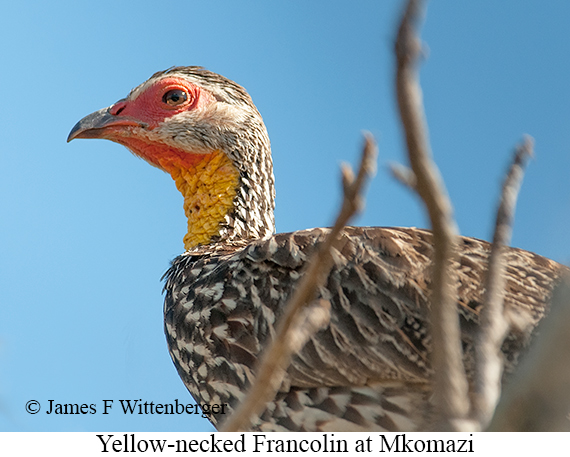 Yellow-necked Francolin - © James F Wittenberger and Exotic Birding LLC
