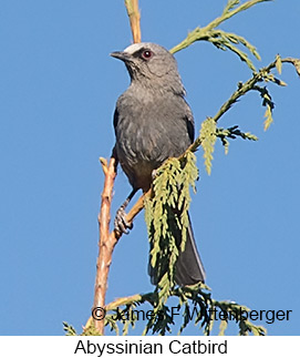 Abyssinian Catbird - © James F Wittenberger and Exotic Birding LLC