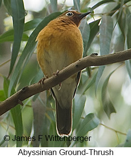 Abyssinian Ground-Thrush - © James F Wittenberger and Exotic Birding LLC