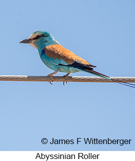 Abyssinian Roller - © James F Wittenberger and Exotic Birding LLC