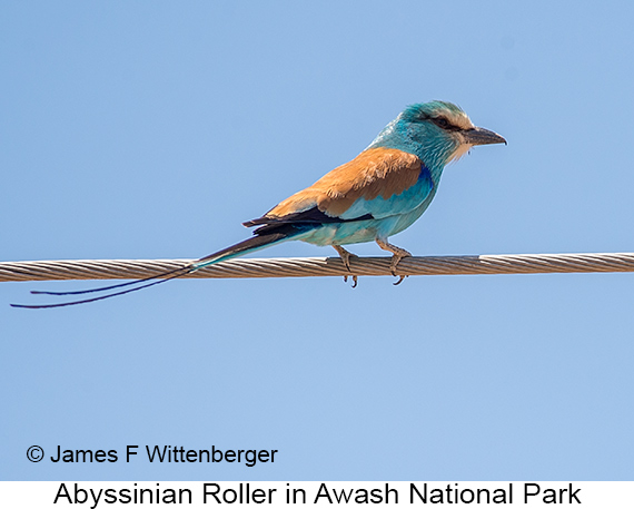 Abyssinian Roller - © James F Wittenberger and Exotic Birding LLC