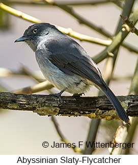 Abyssinian Slaty-Flycatcher - © James F Wittenberger and Exotic Birding LLC