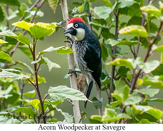 Acorn Woodpecker - © James F Wittenberger and Exotic Birding LLC