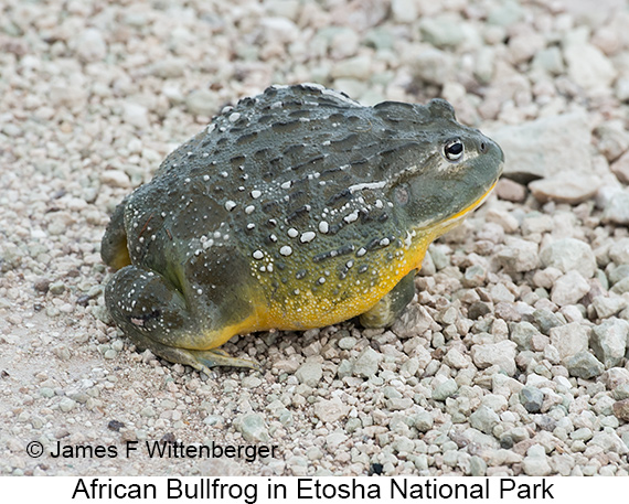 African Bullfrog - © James F Wittenberger and Exotic Birding LLC