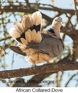 African Collared-Dove - © James F Wittenberger and Exotic Birding LLC
