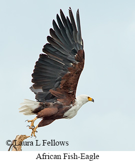 African Fish-Eagle - © Laura L Fellows and Exotic Birding LLC