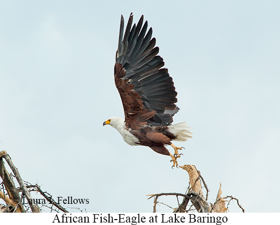 African Fish-Eagle - © Laura L Fellows and Exotic Birding LLC