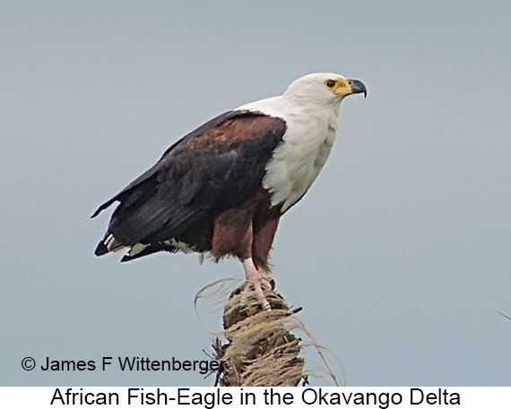 African Fish-Eagle - © James F Wittenberger and Exotic Birding LLC