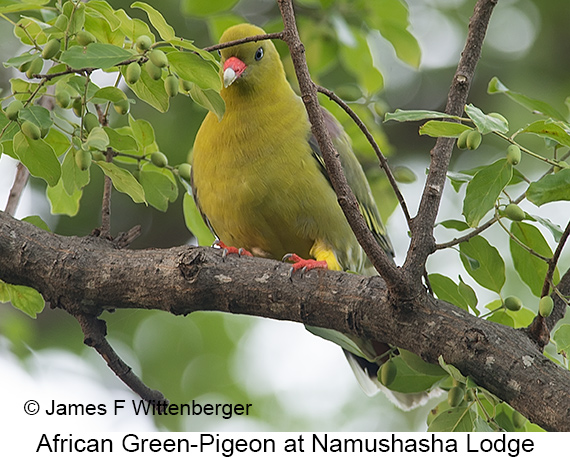 African Green-Pigeon - © James F Wittenberger and Exotic Birding LLC