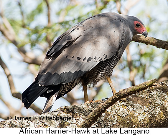 African Harrier-Hawk - © James F Wittenberger and Exotic Birding LLC