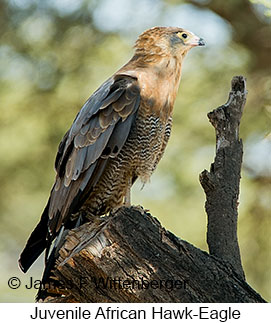 African Hawk-Eagle - © James F Wittenberger and Exotic Birding LLC