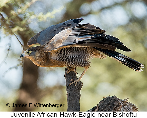 African Hawk-Eagle - © James F Wittenberger and Exotic Birding LLC