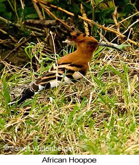 African Hoopoe - © James F Wittenberger and Exotic Birding LLC