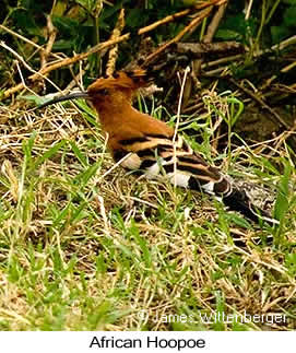 African Hoopoe - © James F Wittenberger and Exotic Birding LLC