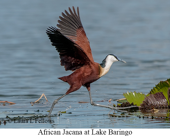 African Jacana - © Laura L Fellows and Exotic Birding LLC