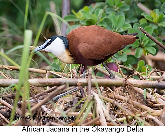 African Jacana - © James F Wittenberger and Exotic Birding LLC