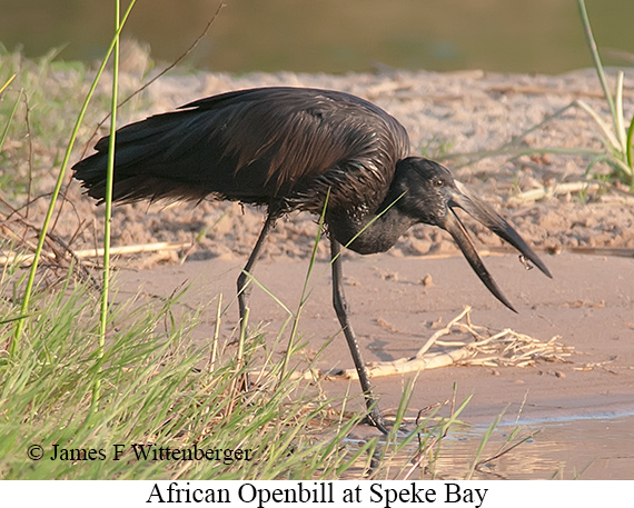 African Openbill - © James F Wittenberger and Exotic Birding LLC