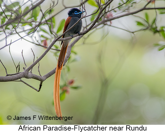 African Paradise-Flycatcher - © James F Wittenberger and Exotic Birding LLC