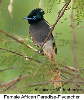 African Paradise-Flycatcher - © James F Wittenberger and Exotic Birding LLC