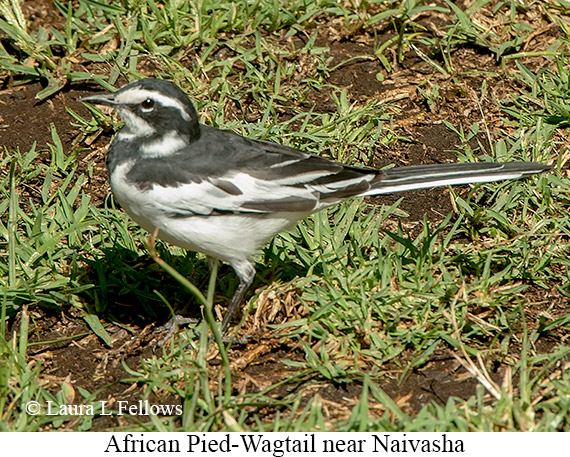 African Pied Wagtail - © Laura L Fellows and Exotic Birding LLC