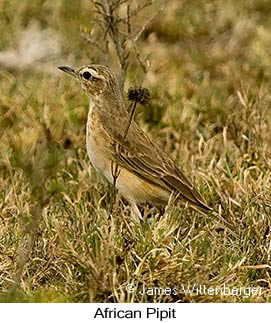 African Pipit - © James F Wittenberger and Exotic Birding LLC