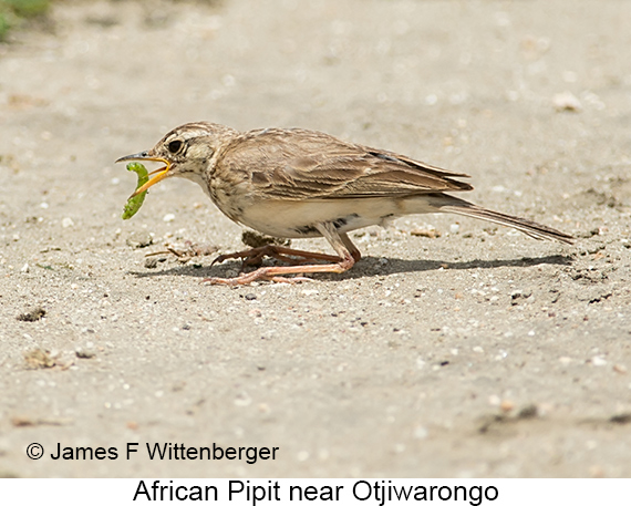 African Pipit - © James F Wittenberger and Exotic Birding LLC