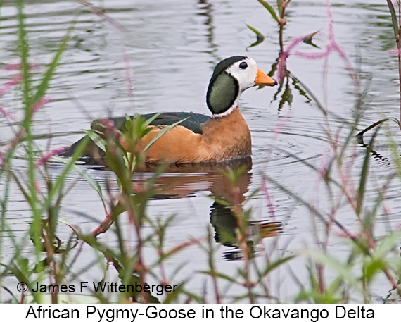 African Pygmy-Goose - © James F Wittenberger and Exotic Birding LLC