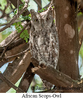 African Scops-Owl - © James F Wittenberger and Exotic Birding LLC