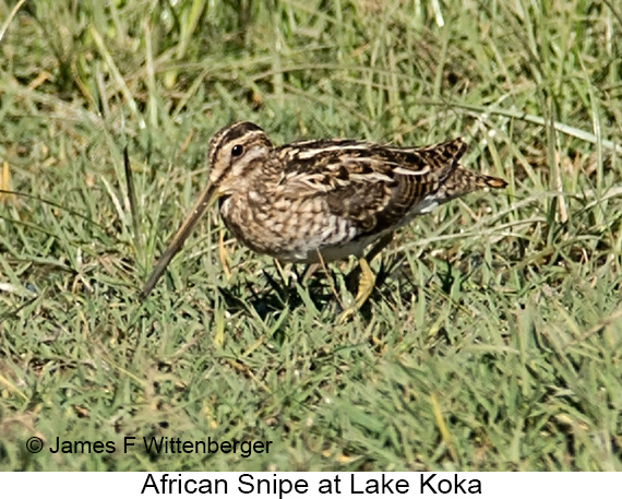 African Snipe - © James F Wittenberger and Exotic Birding LLC