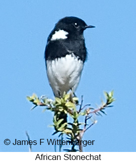 African Stonechat - © James F Wittenberger and Exotic Birding LLC