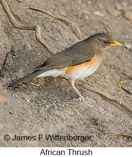 African Thrush - © James F Wittenberger and Exotic Birding LLC