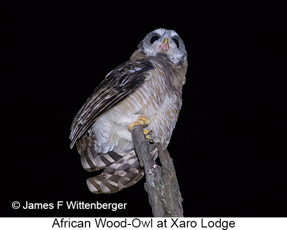African Wood-Owl - © James F Wittenberger and Exotic Birding LLC