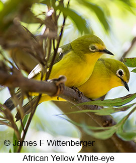 African Yellow White-eye - © James F Wittenberger and Exotic Birding LLC