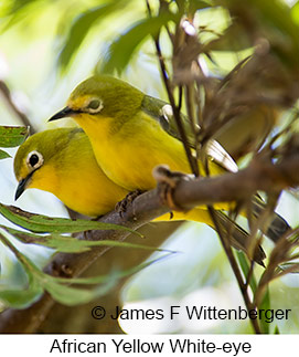 African Yellow White-eye - © James F Wittenberger and Exotic Birding LLC