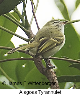 Alagoas Tyrannulet - © James F Wittenberger and Exotic Birding LLC