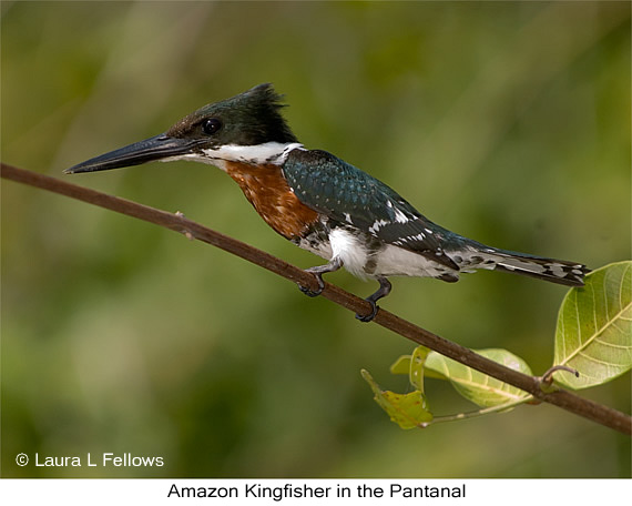 Amazon Kingfisher - © James F Wittenberger and Exotic Birding LLC