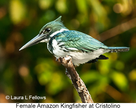 Amazon Kingfisher - © James F Wittenberger and Exotic Birding LLC
