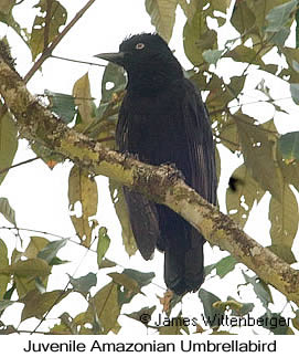 Amazonian Umbrellabird - © James F Wittenberger and Exotic Birding LLC