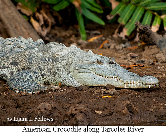 American Crocodile - © James F Wittenberger and Exotic Birding LLC