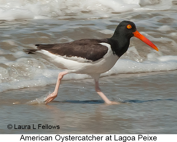 American Oystercatcher - © James F Wittenberger and Exotic Birding LLC
