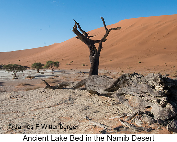 Ancient Lakebed - © James F Wittenberger and Exotic Birding LLC